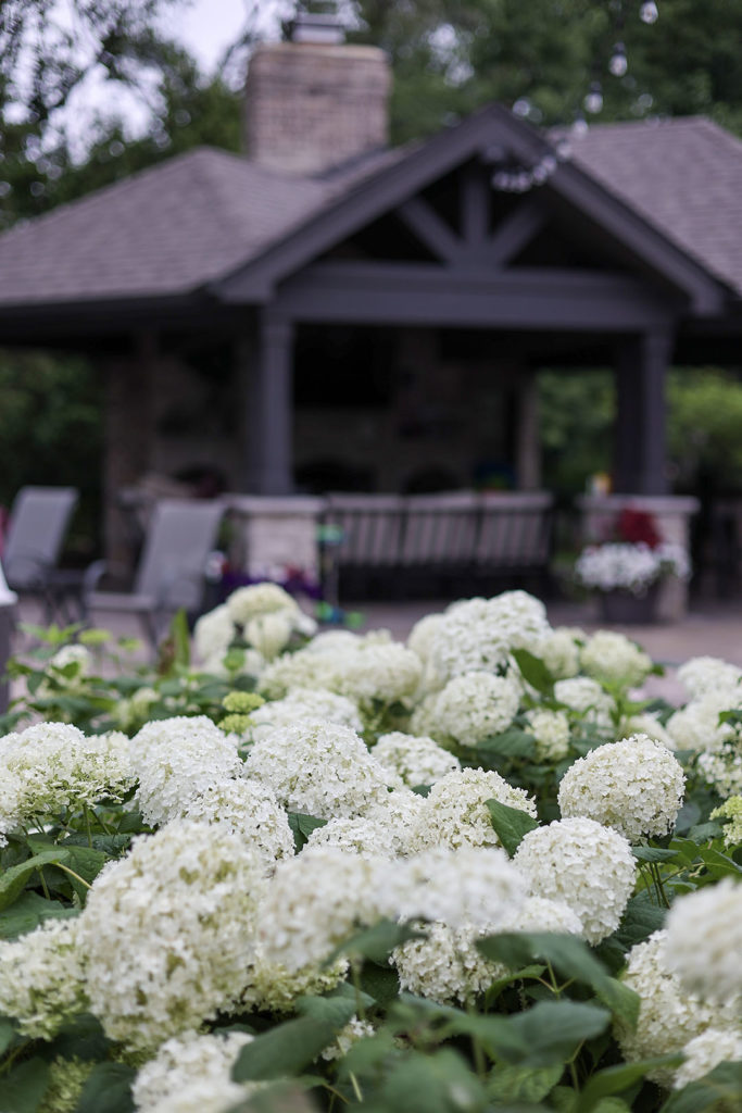 Annabel hydrangea