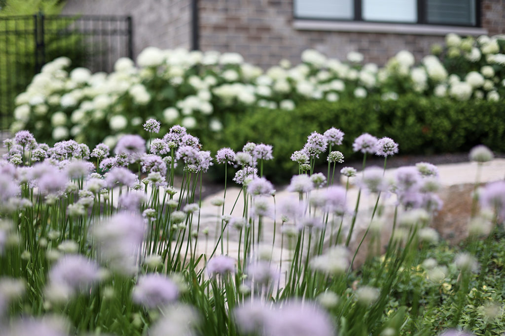 allium summer beauty