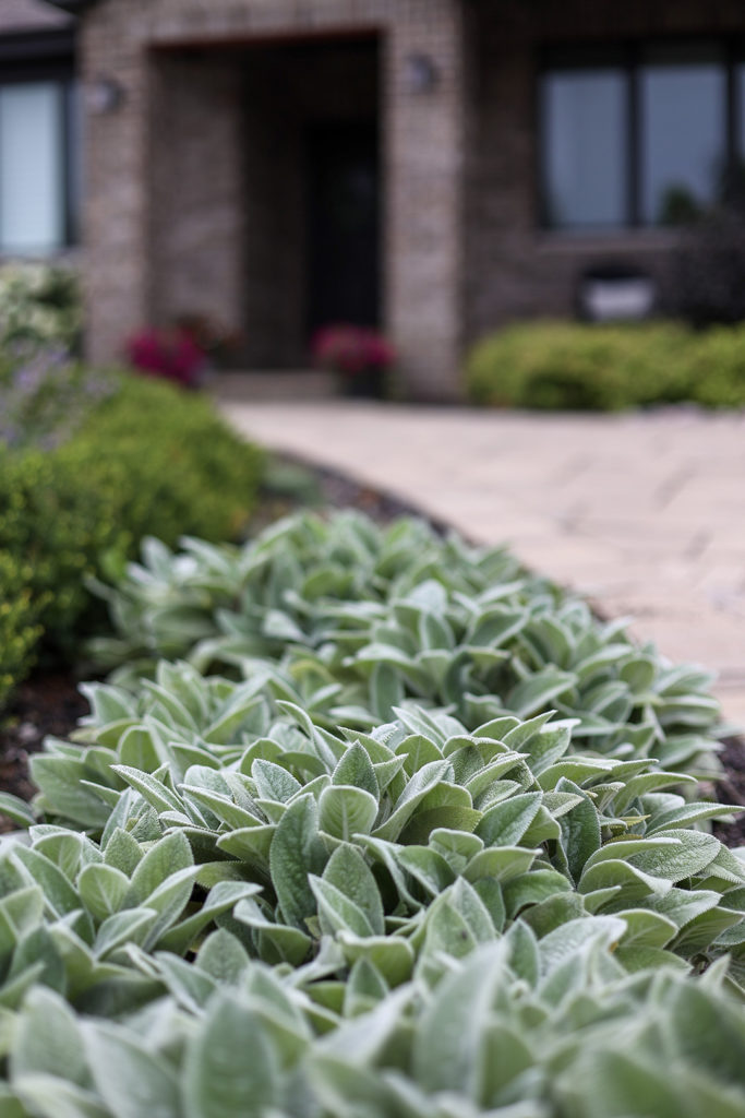 lambs ear