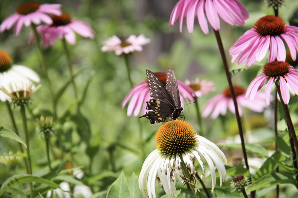 Butterfly on coneflower