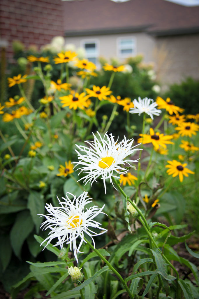 old court shasta daisy