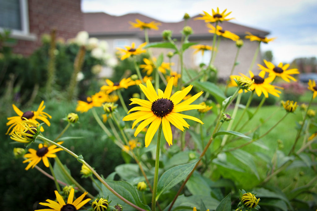 rudbeckia goldsturm