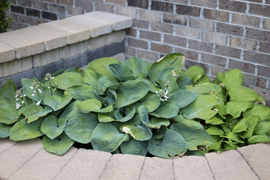 mixed planting of Hosta