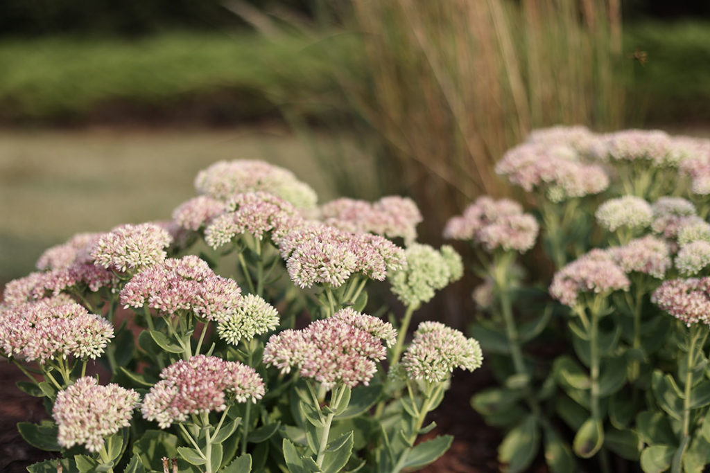 sedum autumn joy fall color