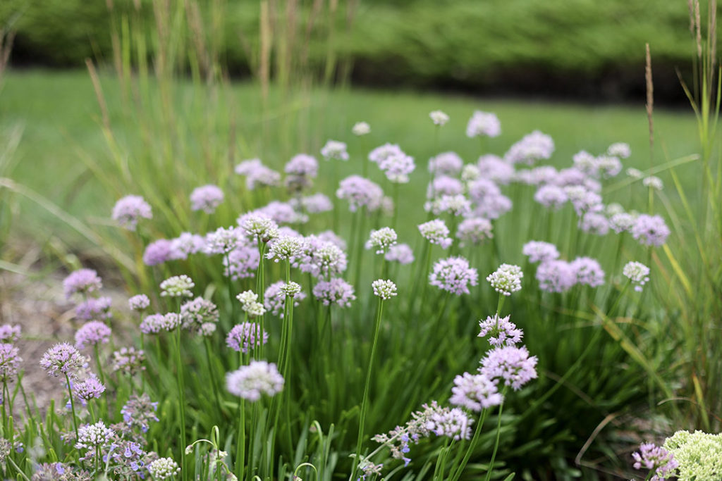 allium summer beauty