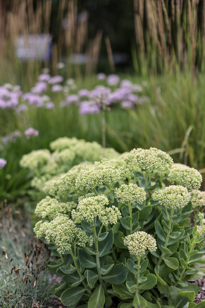 sedum autumn joy