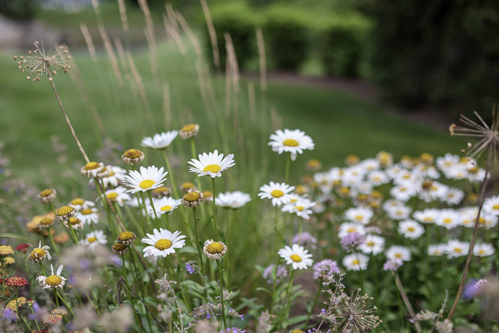 Shasta daisy Becky