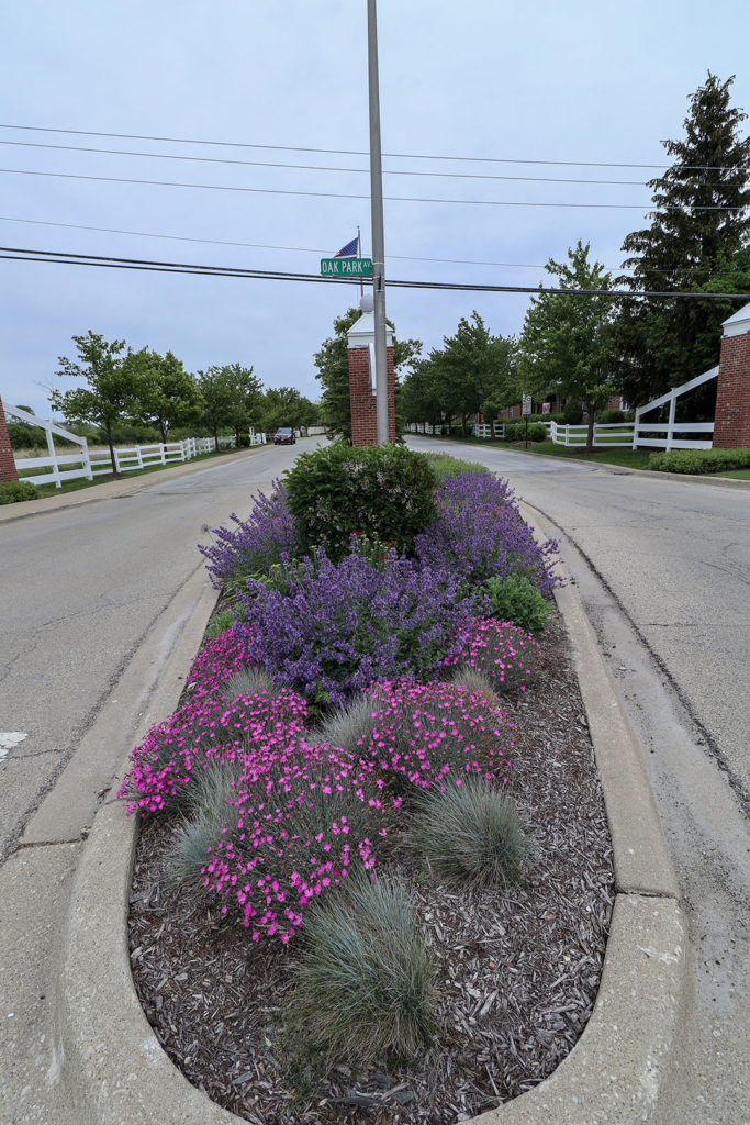 Parking lot island planting