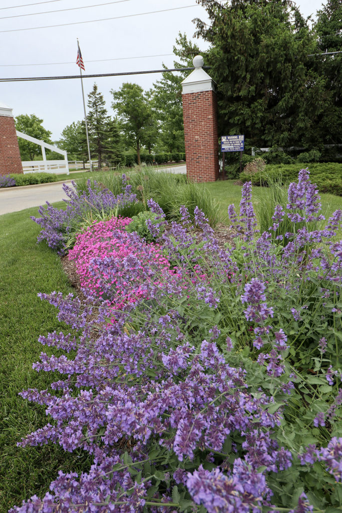 spring perennials