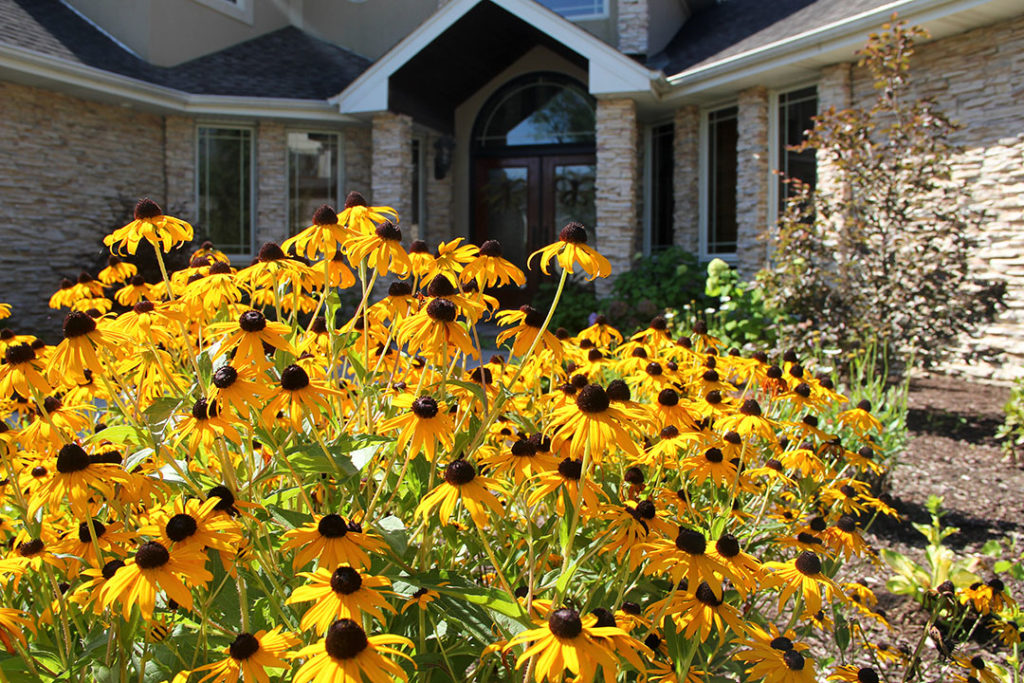 black eyed susans