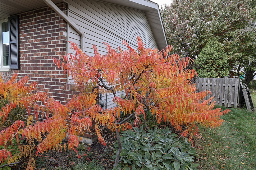 tiger eye sumac fall color