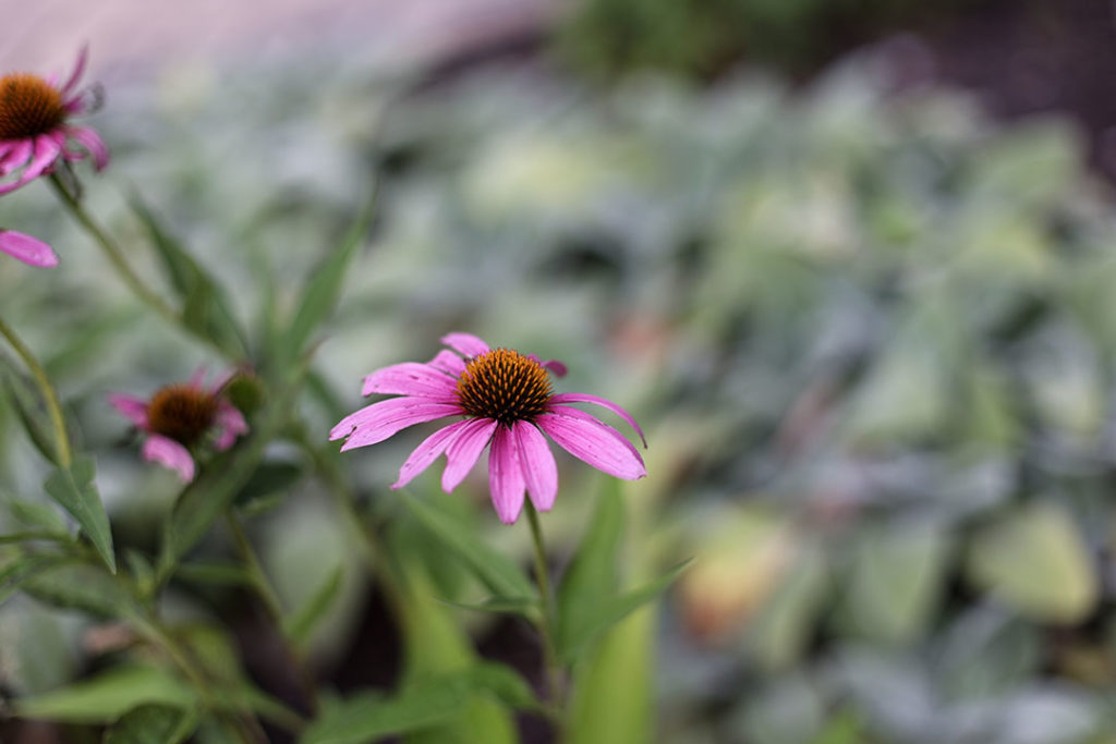 echinacea purpurea magnus