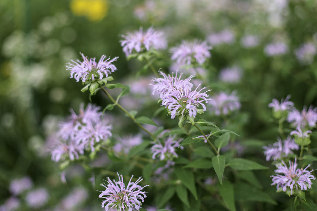 Bee Balm Wild Bergamot (Monarda fistulosa)