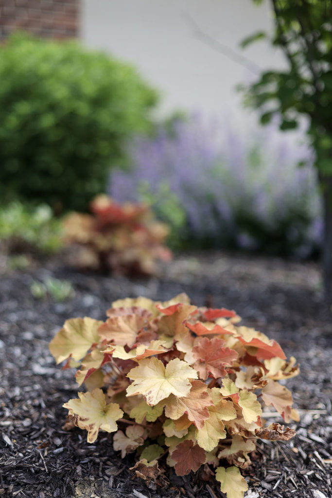 heuchera caramel