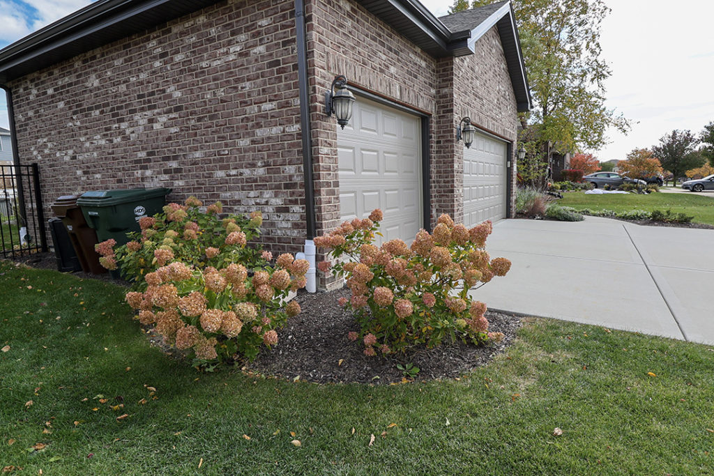 limelight hydrangeas