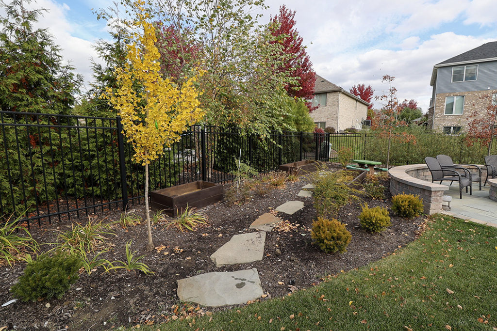 gingko fall color