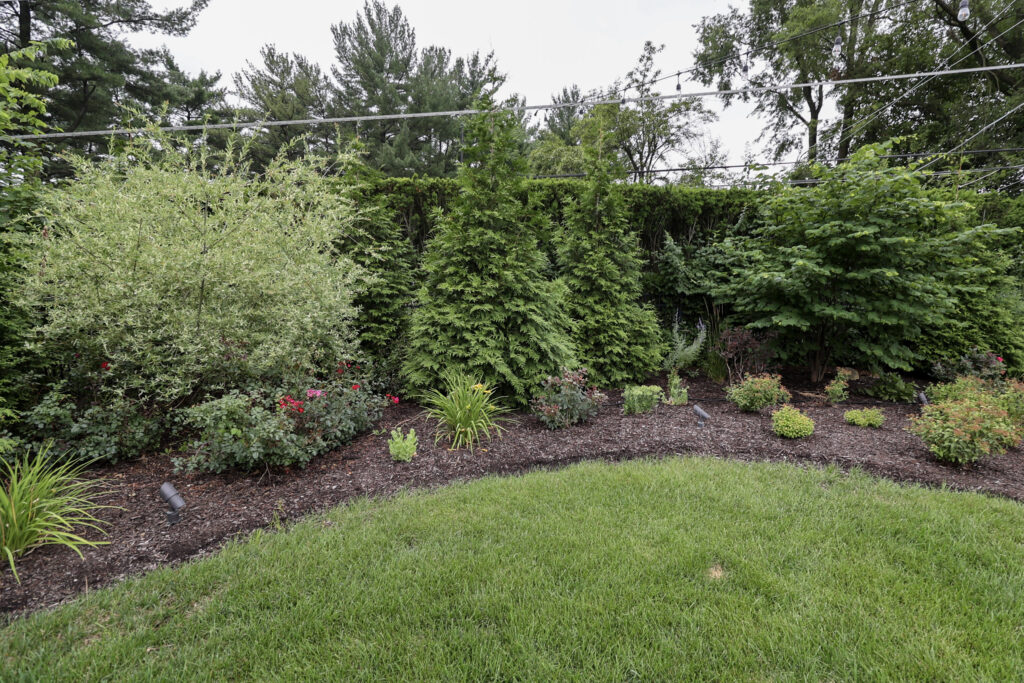 privacy plantings