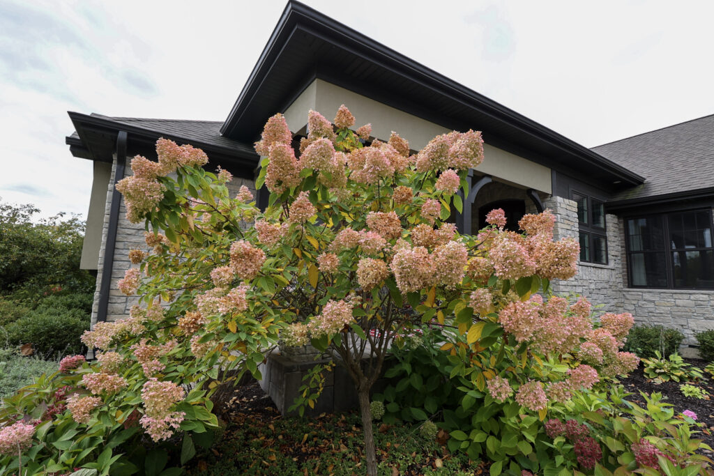 Front yard landscape