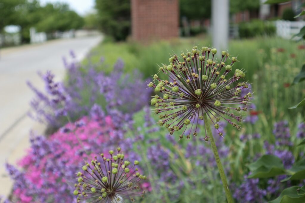 Year round landscape spring