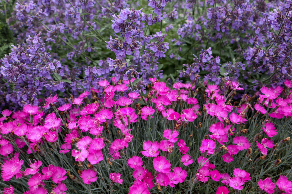 year round landscape spring