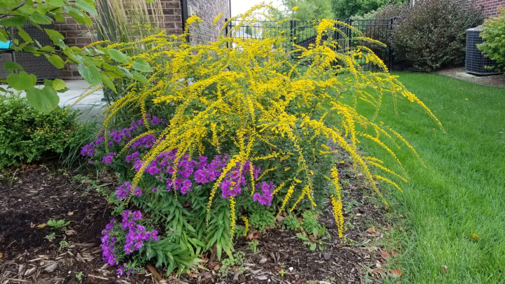 Golden rod and aster