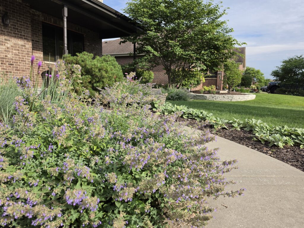 cat mint