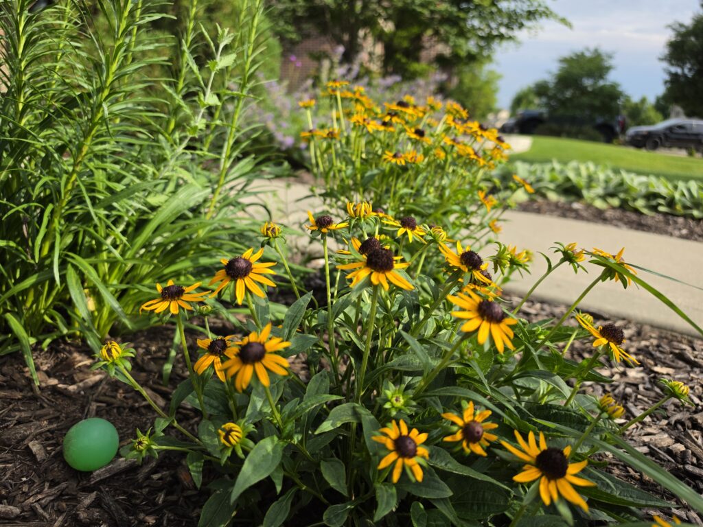 rudbeckia Hurta