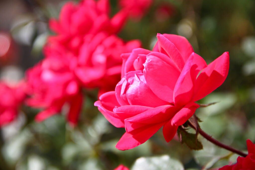 double knockout rose