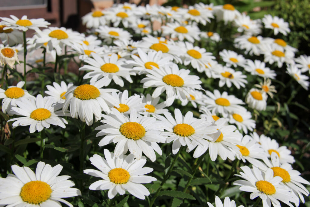 Shasta daisy Becky