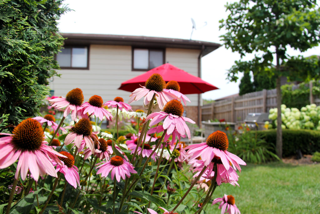 Cone Flower