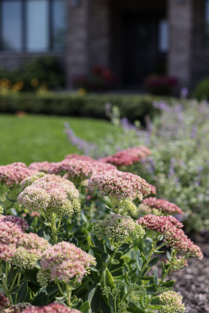 sedum autumn joy