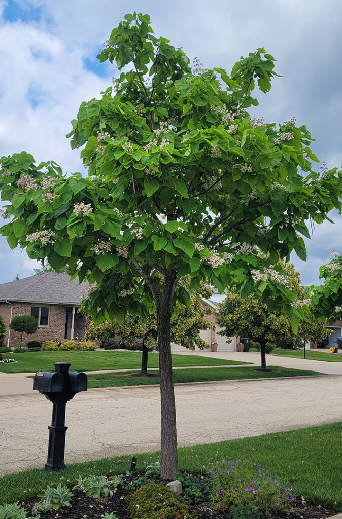 Northern Catalpa