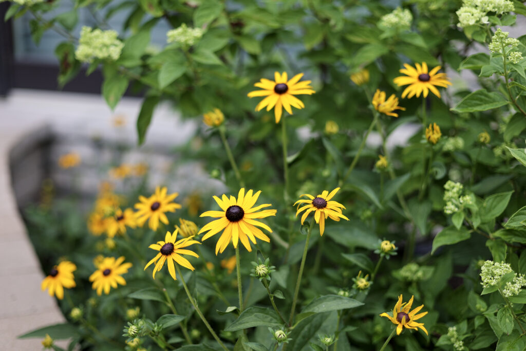 Designed for fewer weeds.