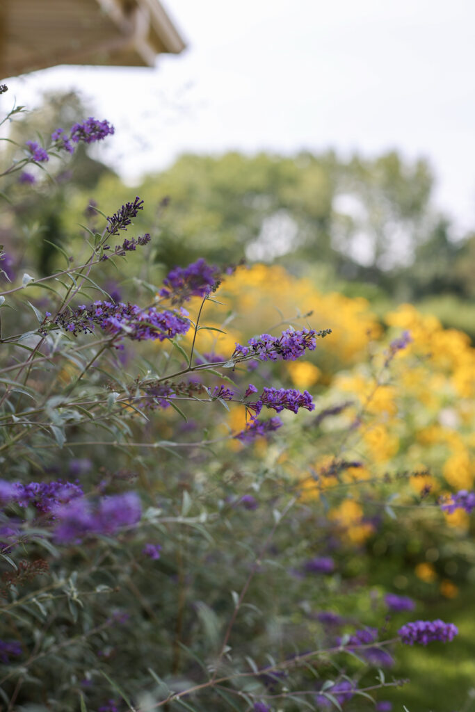 fall perennials