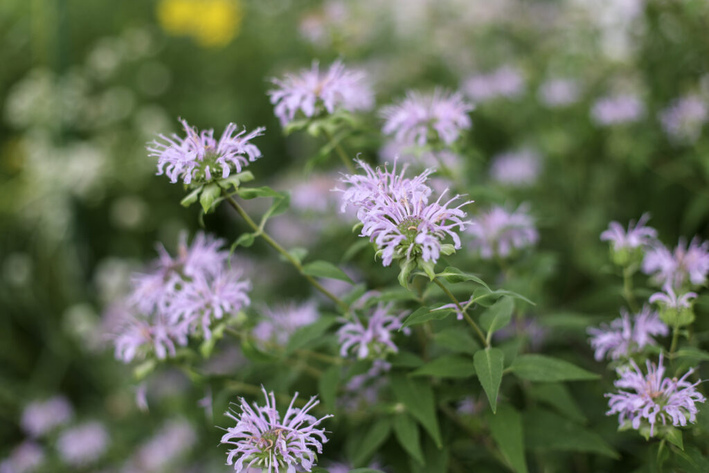 bee balm