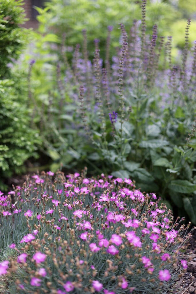 spring perenials