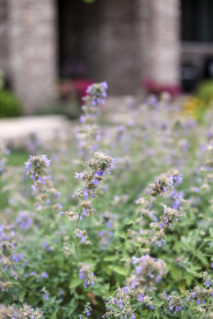 cat mint