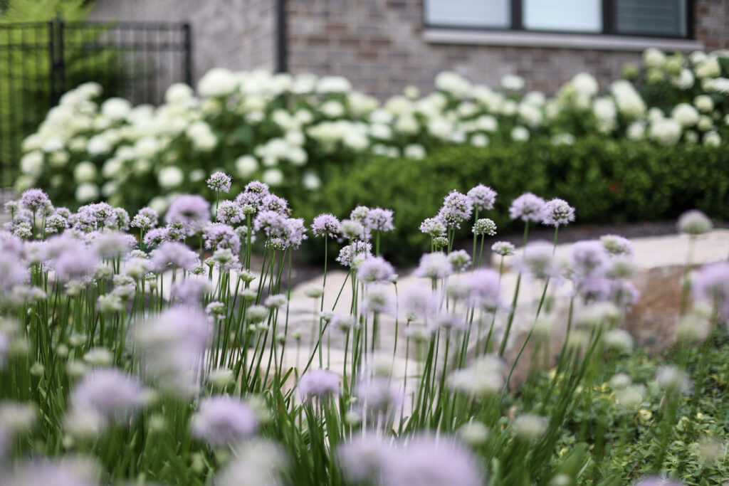 allium and hydrangea