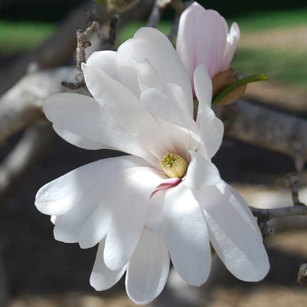star magnolia flower