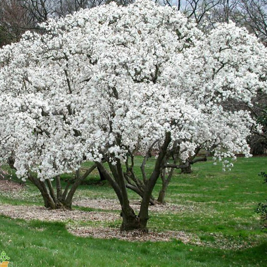 star magnolia in bloom