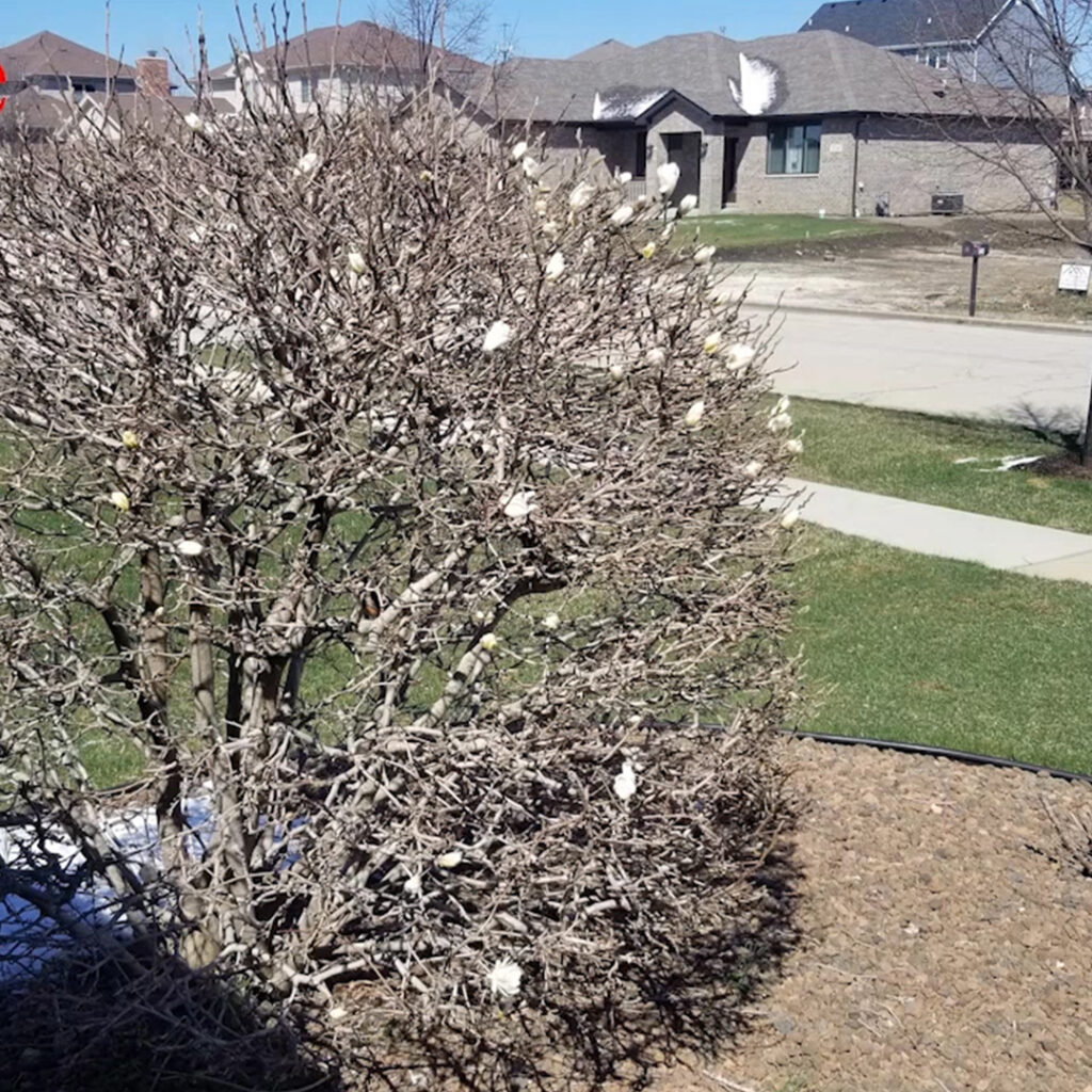 trimmed-magnolia