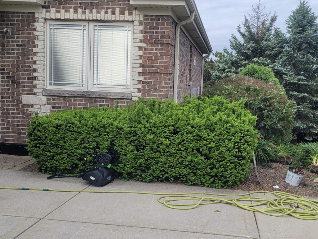 improper pruning.